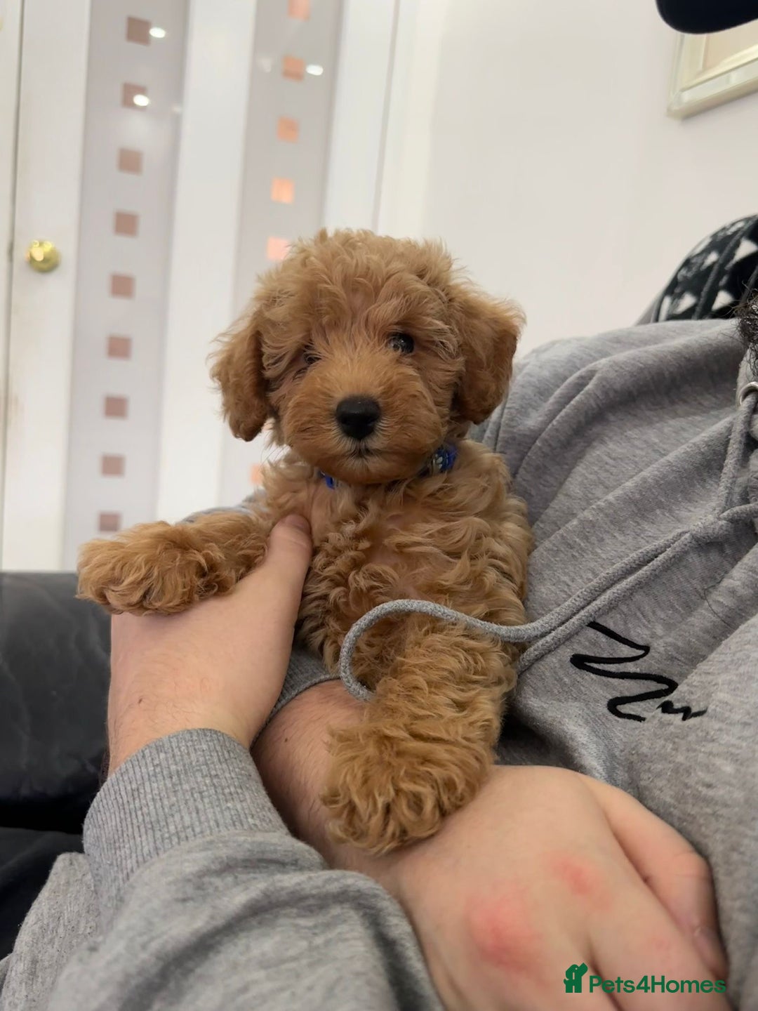 Toy Poodle dogs for stud: F1b westipoo for stud - Image 11