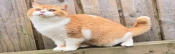 British Shorthair cats for sale: Stunning British Shorthair Kittens  - Advert 17