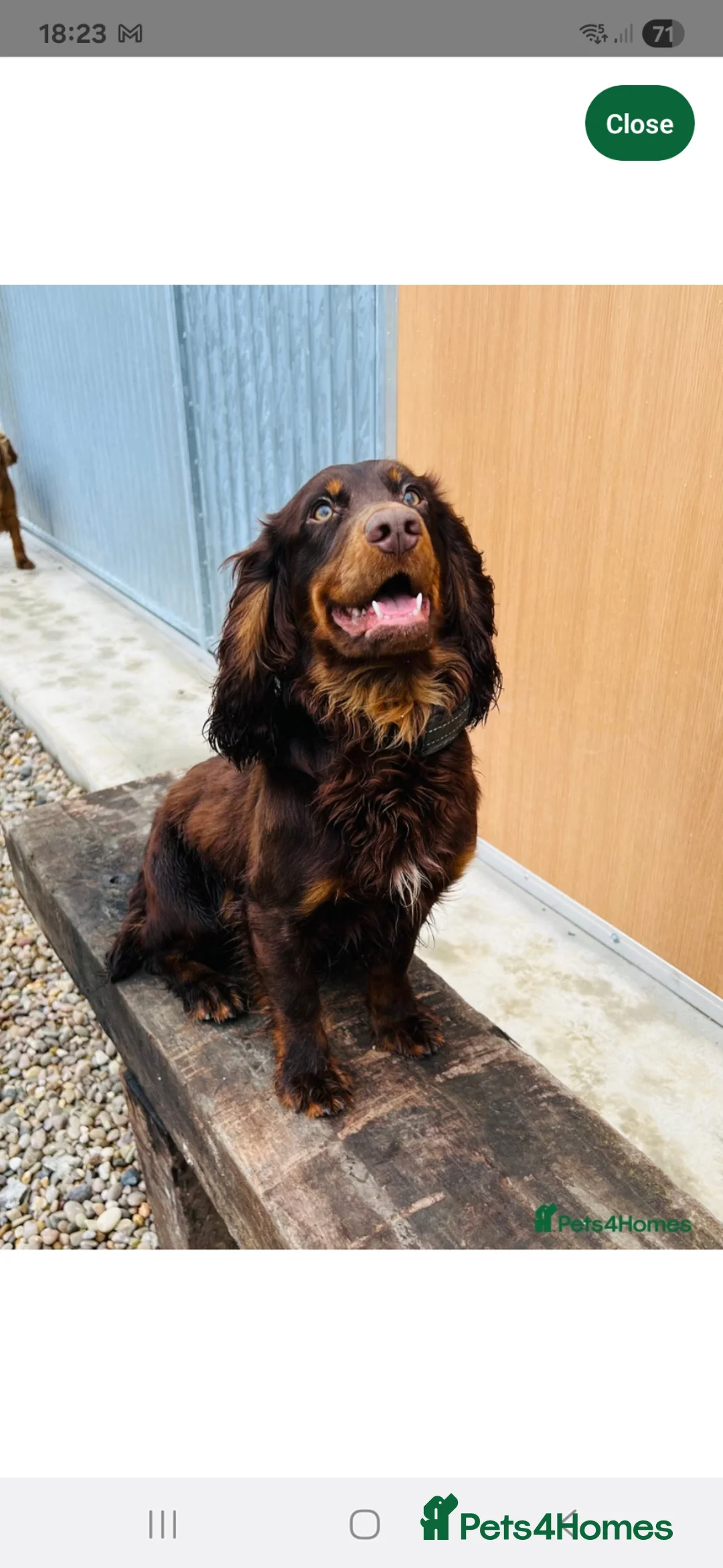 Cocker Spaniel dogs for sale: Feamle Cocker spaniel puppy  in Derby - Advert 5