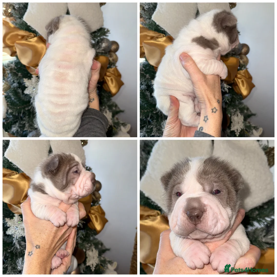 Shar Pei dogs for sale: ✨Gorgeous KC registered Sharpei Puppies for sale ✨ - Advert 6