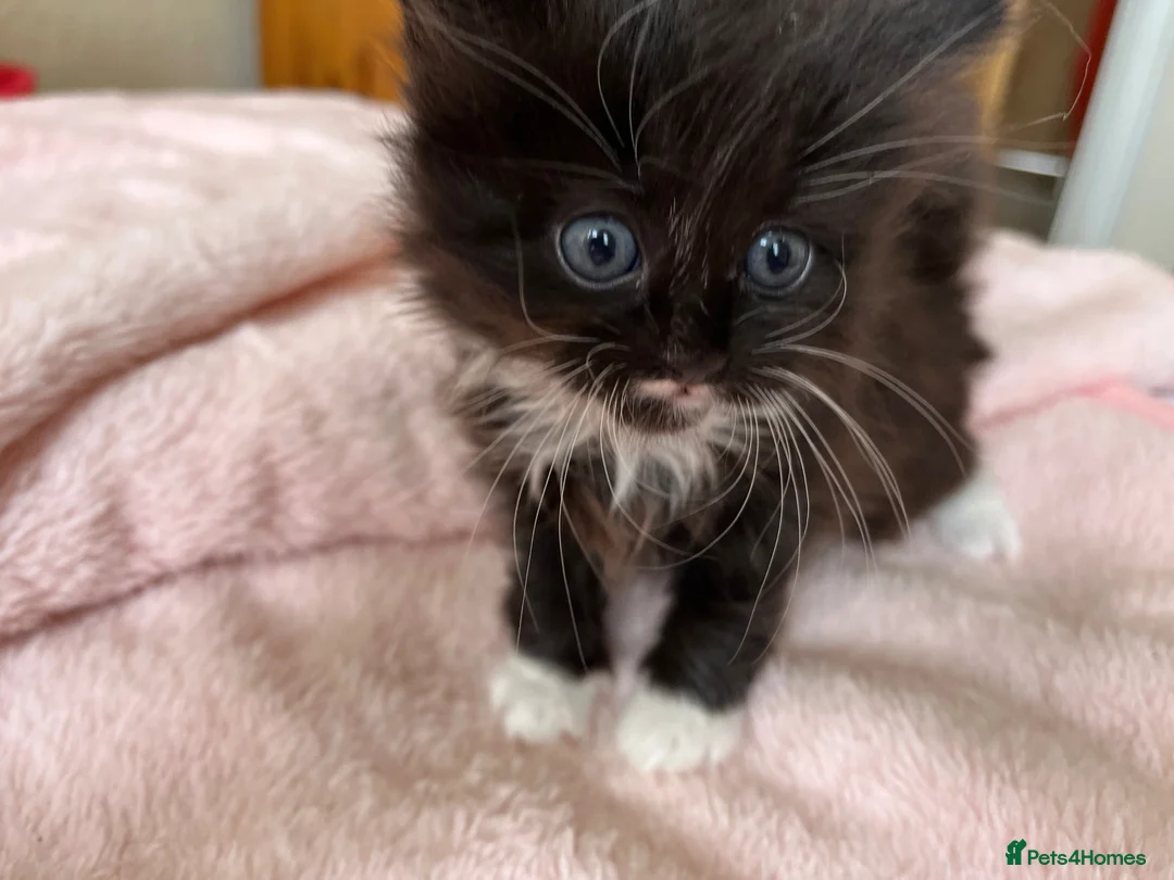 British Shorthair cats for sale: Three kittens 12 weeks old . - Advert 2