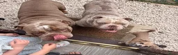 Olde English Bulldogge dogs for sale: FEMALE 2 MERLE OLDE ENGLISH BULLDOGGE in Lincoln - Advert 3