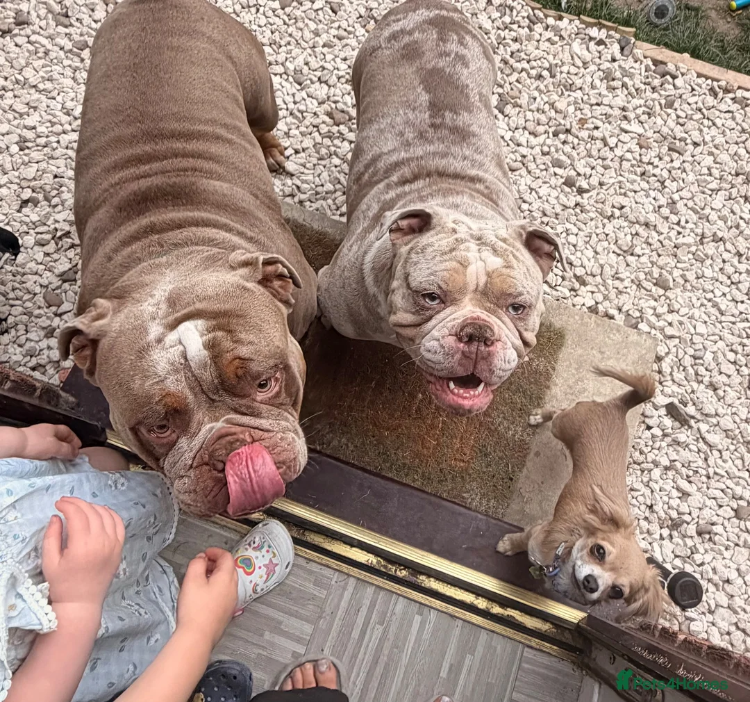Olde English Bulldogge dogs for sale: FEMALE 2 MERLE OLDE ENGLISH BULLDOGGE in Lincoln - Advert 3