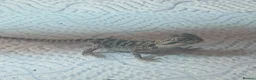 Bearded Dragon reptiles for sale: Baby bearded dragons in Lanark - Advert 3