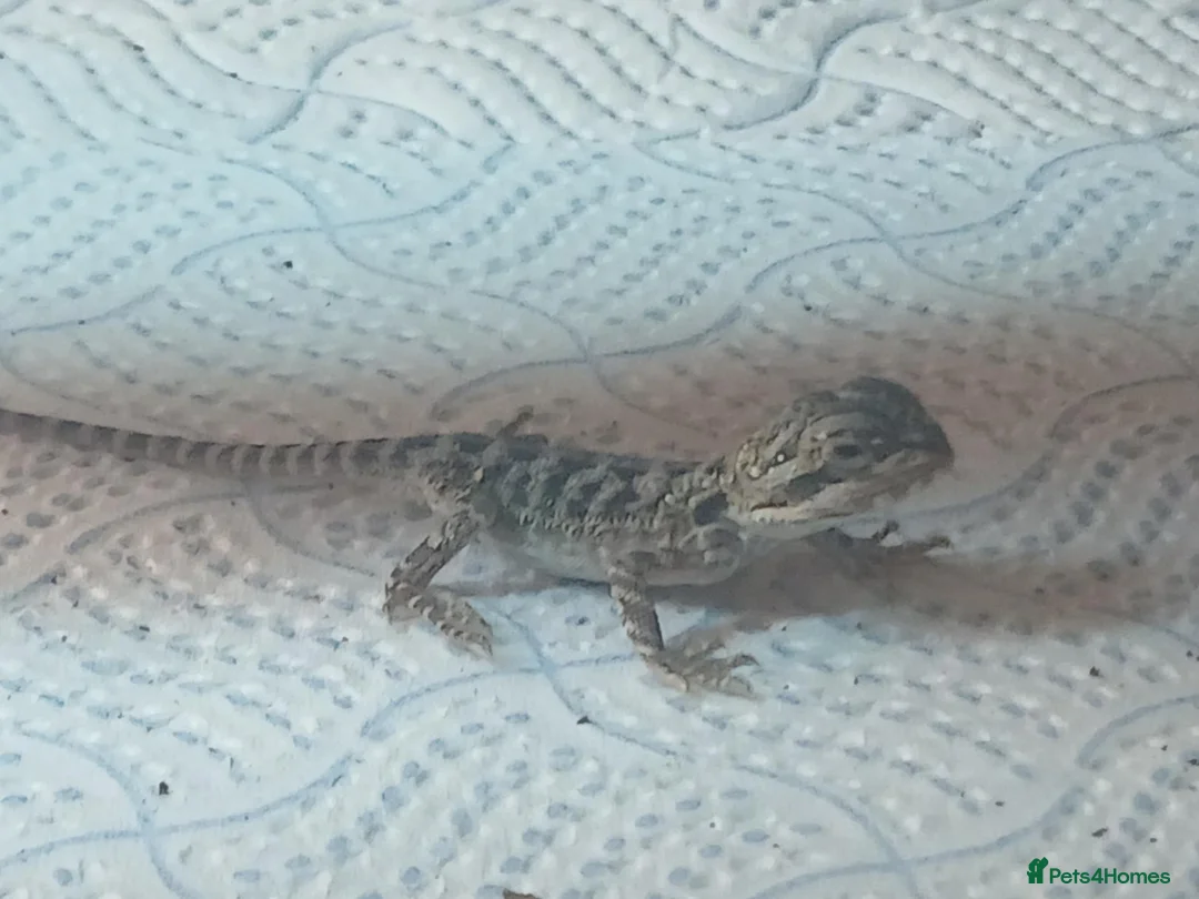 Bearded Dragon reptiles for sale: Baby bearded dragons in Lanark - Advert 3