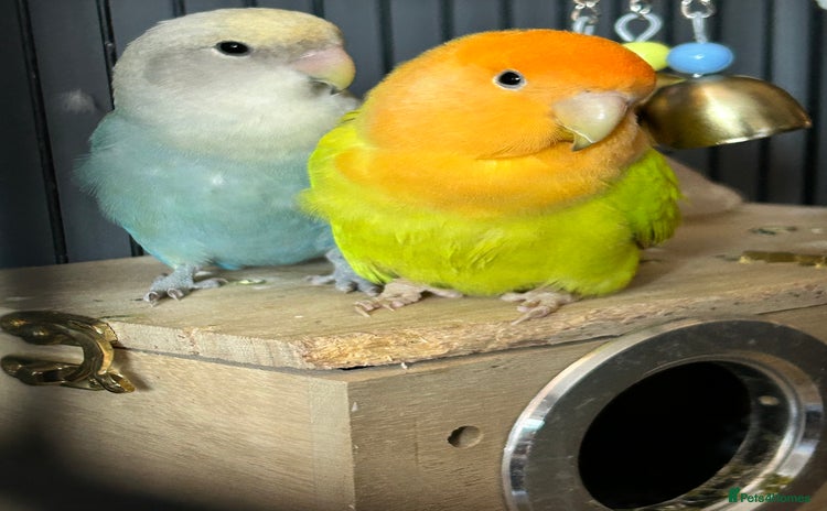 Lovebirds birds - Advert 1