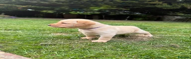 Labrador Retriever Puppy 5