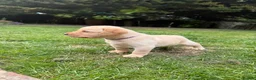 Labrador Retriever dogs for sale: Gorgeous Yellow Labrador Retriever, KC Reg HC - Advert 8
