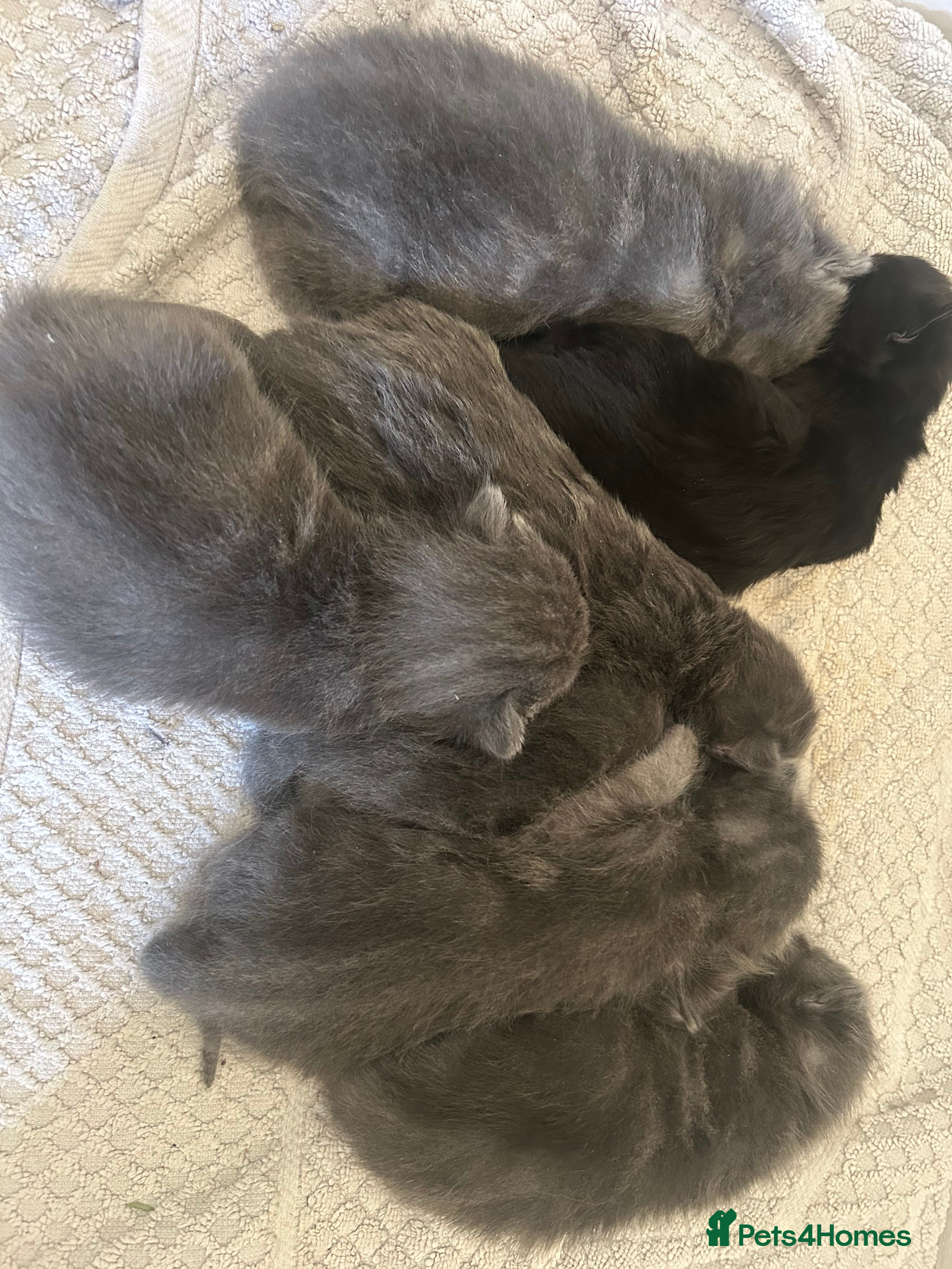 Mixed Breed cats Mixed litter - Advert 1