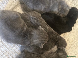 Mixed Breed cats Mixed litter - Advert 1