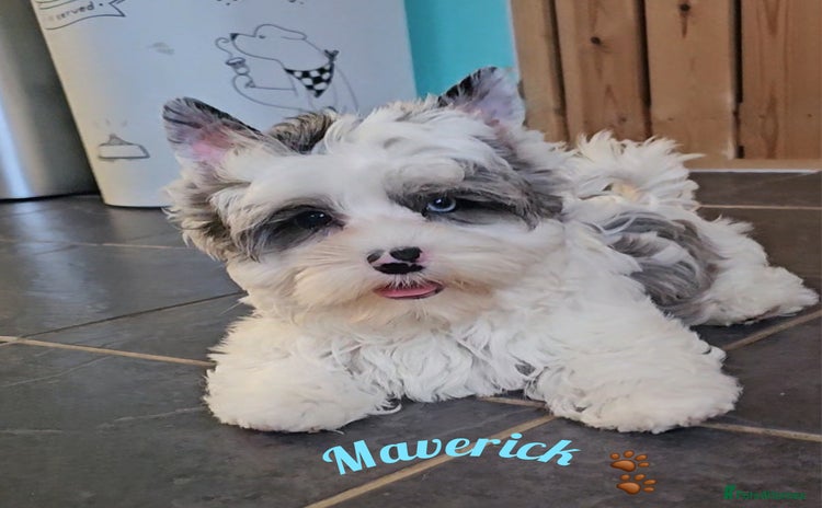 Yorkshire Terrier dogs - Advert 3