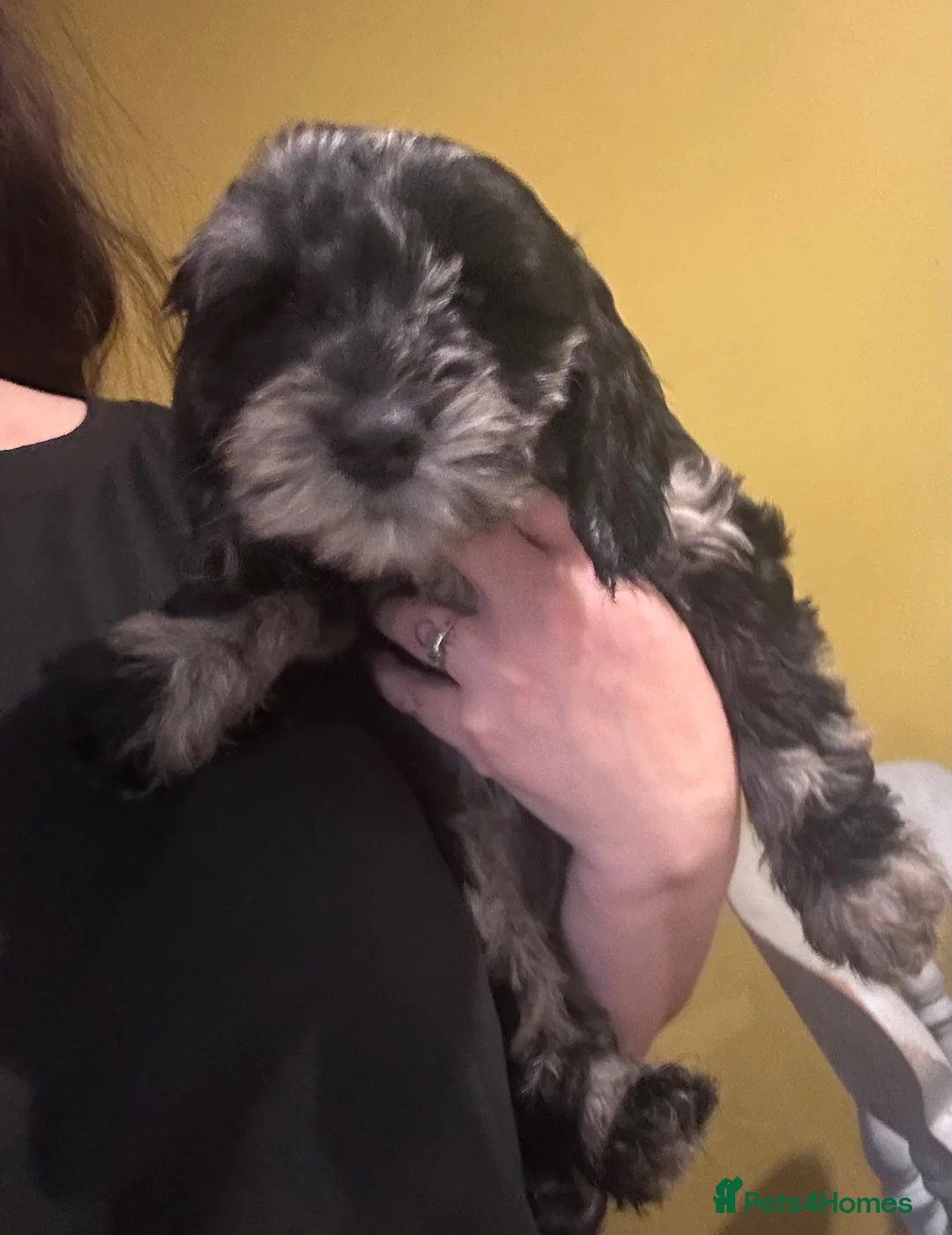 Cockapoo dogs for sale: F2 cockapoo puppies - Advert 10