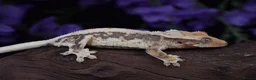 Gecko reptiles for sale: High end crested geckos - Advert 4
