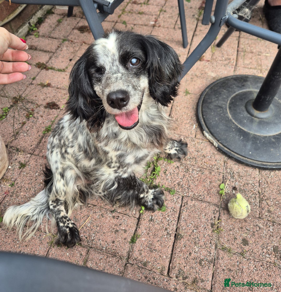 Cocker Spaniel dogs for adoption: Meet Jacky – Looking for His Happy Ever After - Image 2