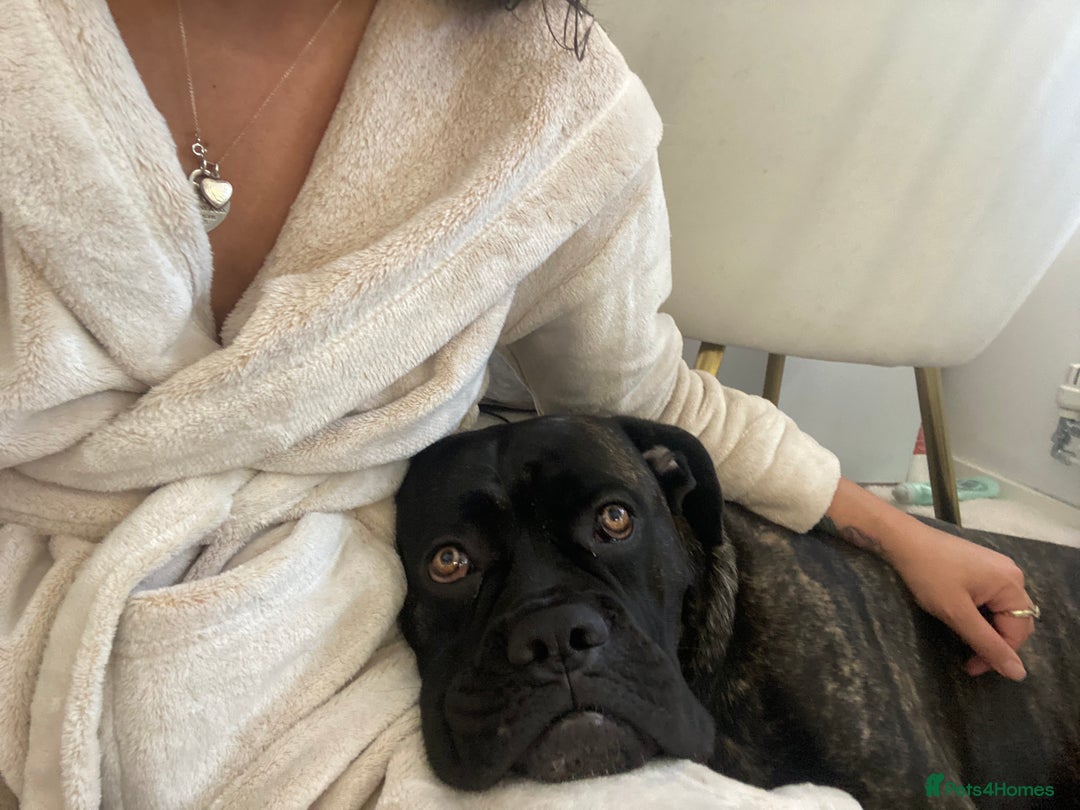 Cane Corso dogs for sale: Bruno  - Advert 11