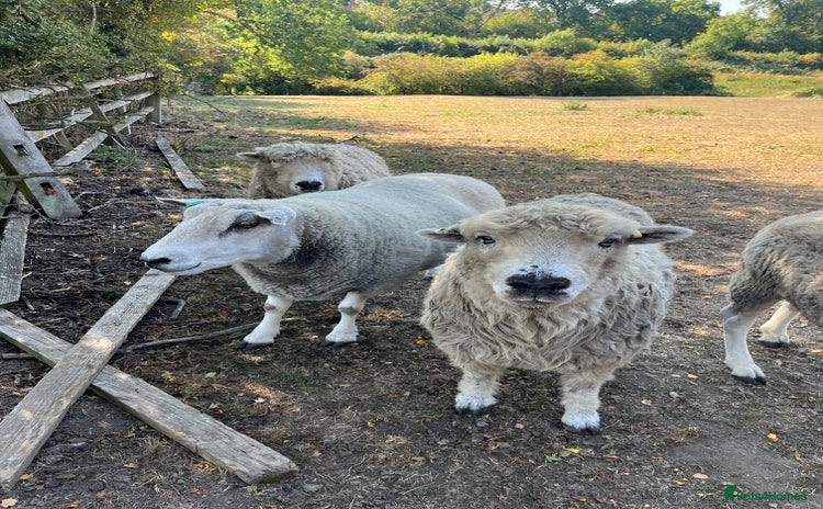 Sheep livestock - Advert 1