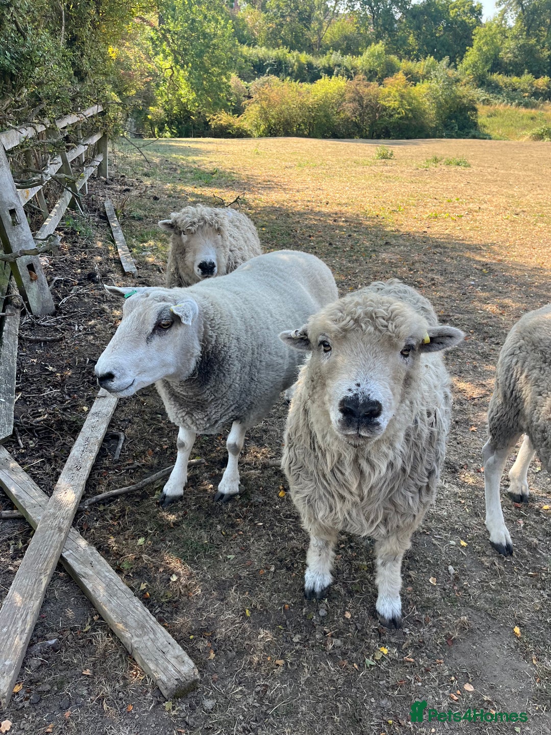 Sheep livestock for sale: 4 friendly wether pet sheep  - Image 1
