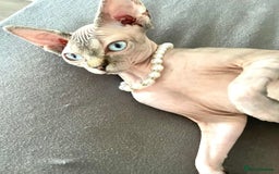 Sphynx cats for sale: Available for adoption  - Advert 2