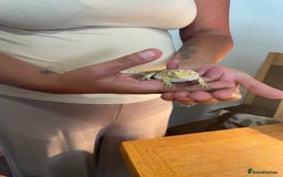 Bearded Dragon reptiles for sale: Bearded dragons  - Image 6