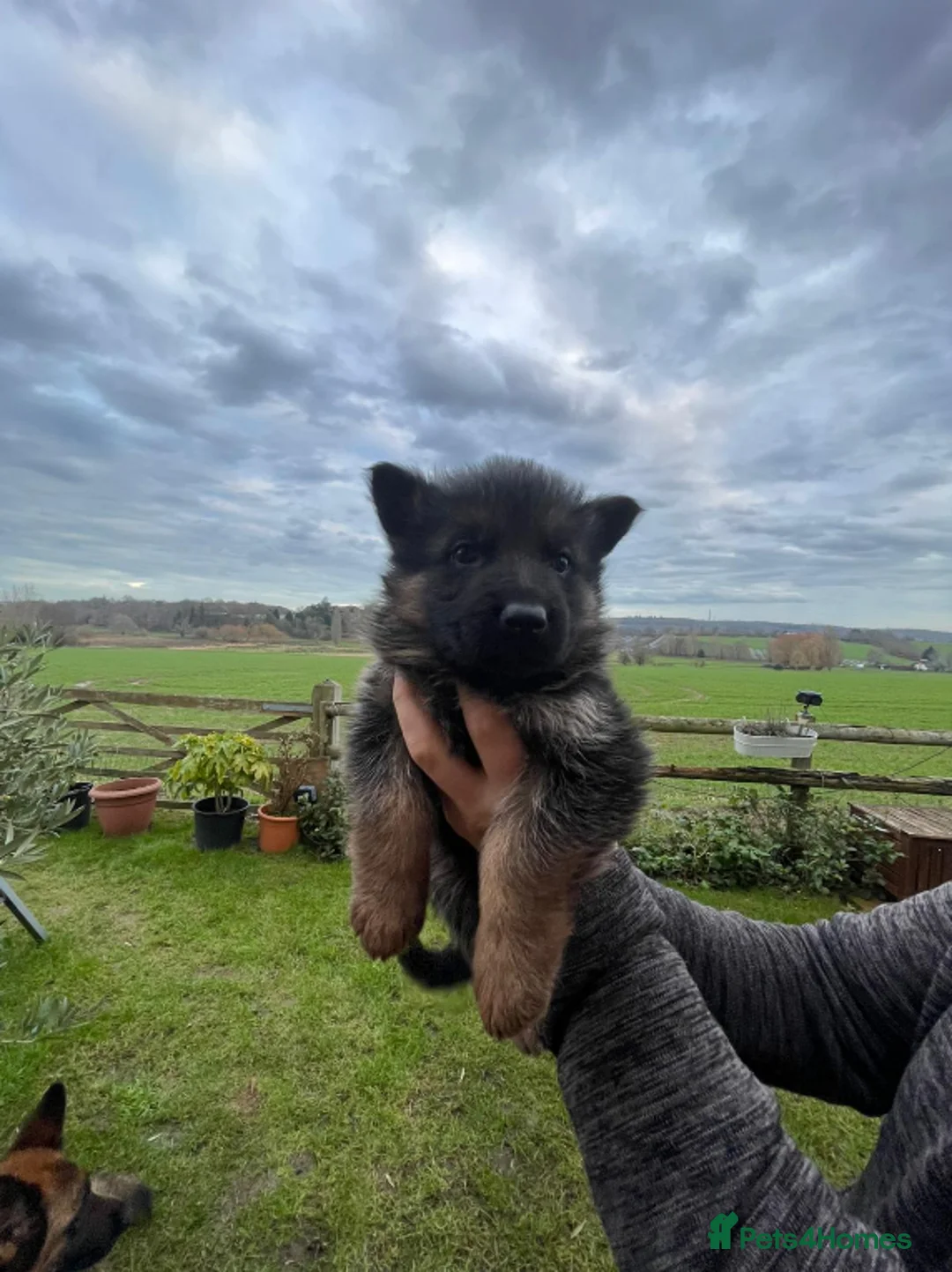 German Shepherd dogs for sale: Last Male GSD Puppy – Enzo vom Ezenthal - Advert 2