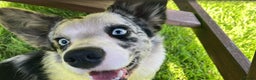 Welsh Corgi Cardigan dogs for stud: NO STUD FEE! Blue Merle corgi,show some bloodlines in Wolverhampton - Advert 6