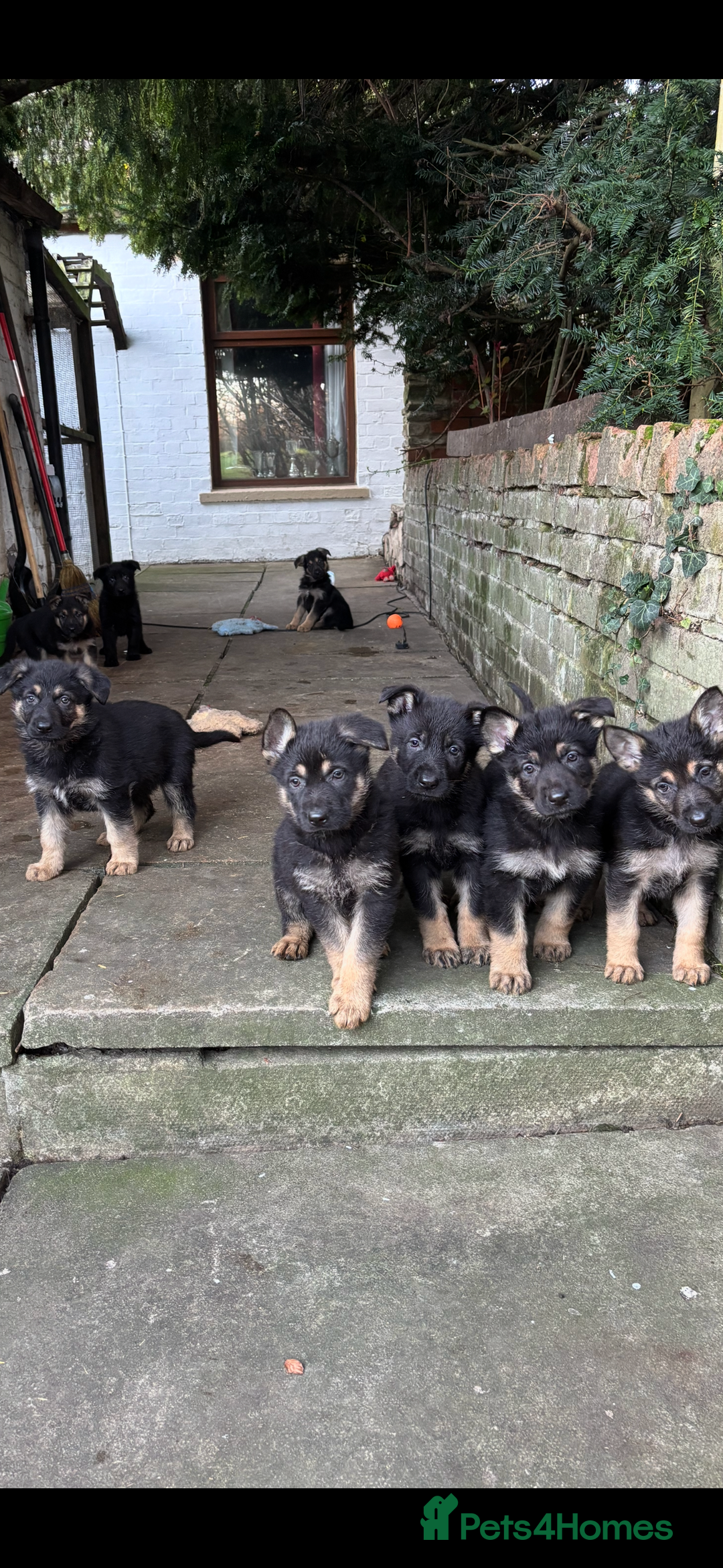 German Shepherd dogs for sale: Farm Bred German Shepard Puppies For Sale - Advert 7