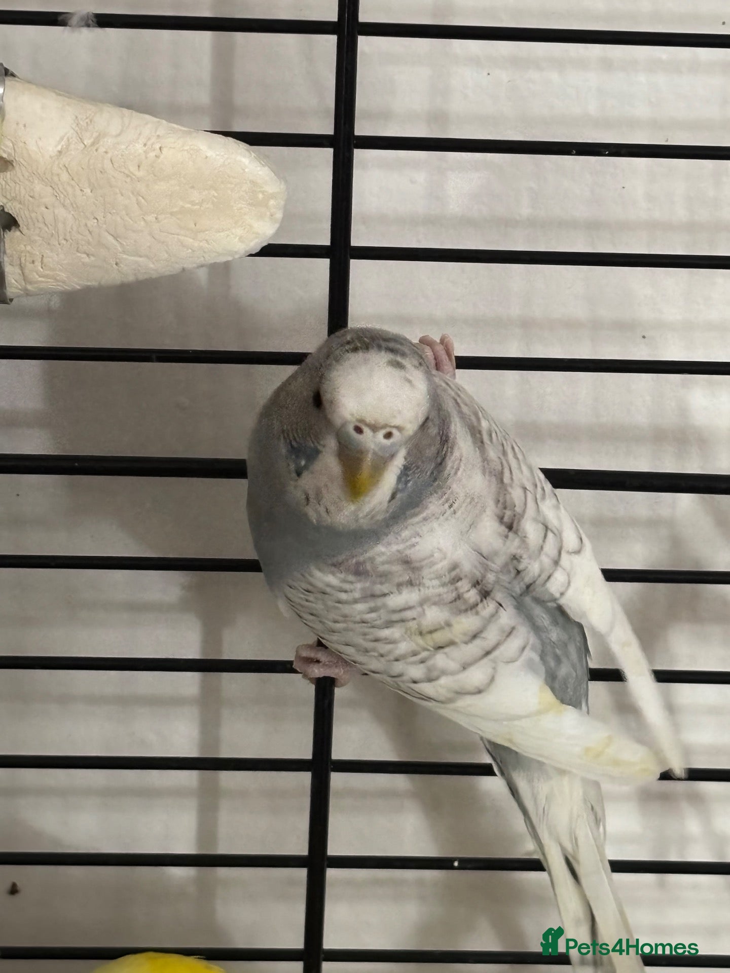 Budgerigars birds 3 young healthy budgies for sale - Advert 8