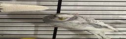 Budgerigars birds for sale: 3 young healthy budgies for sale - Advert 1