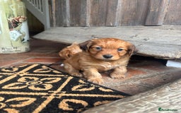 Mixed Breed dogs for sale:  Cockerainan   - Image 11