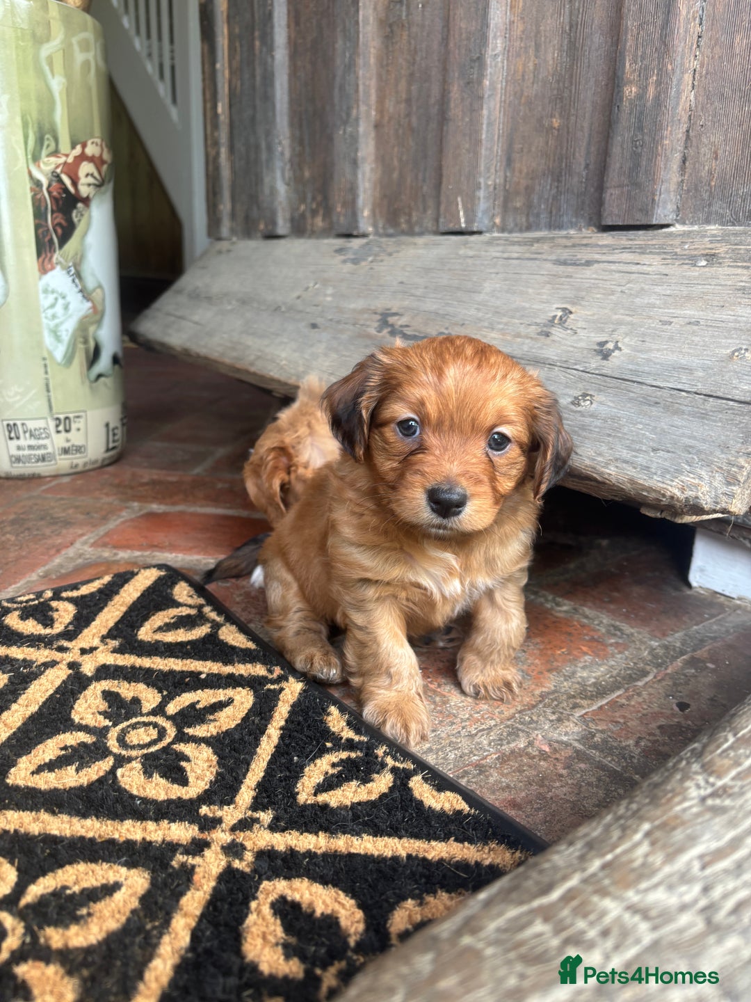 Mixed Breed dogs for sale:  Cockerainan   - Image 11