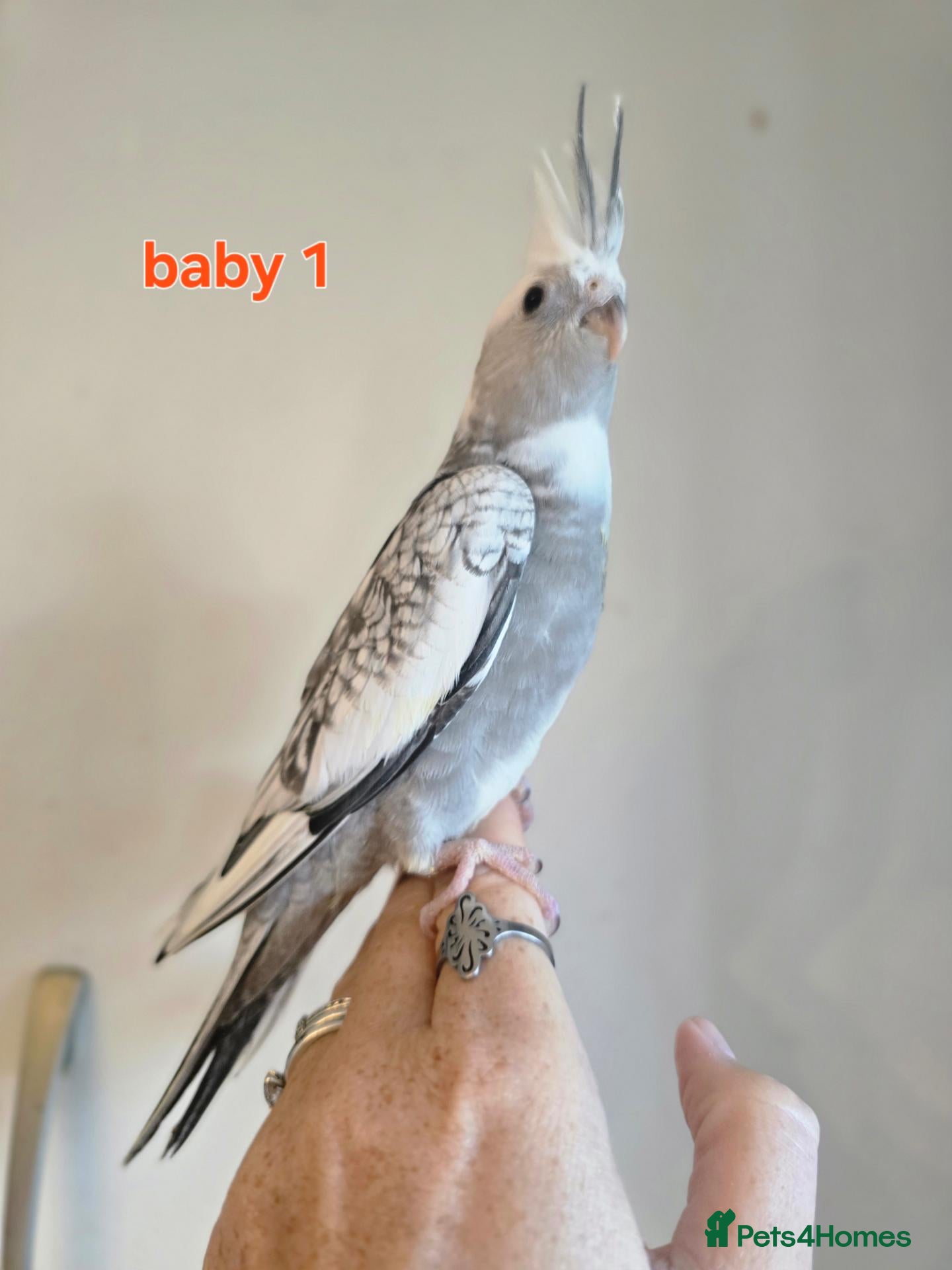 Cockatiels birds 3 white & grey pearl cockatiels  - Advert 1