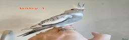 Cockatiels birds for sale: 3 white & grey pearl cockatiels  - Advert 1