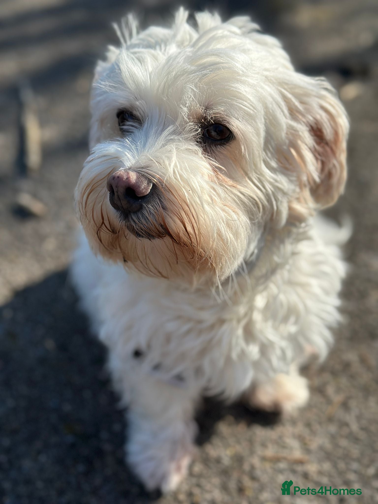 Bichon Frise dogs Bichon Maltese - Advert 2