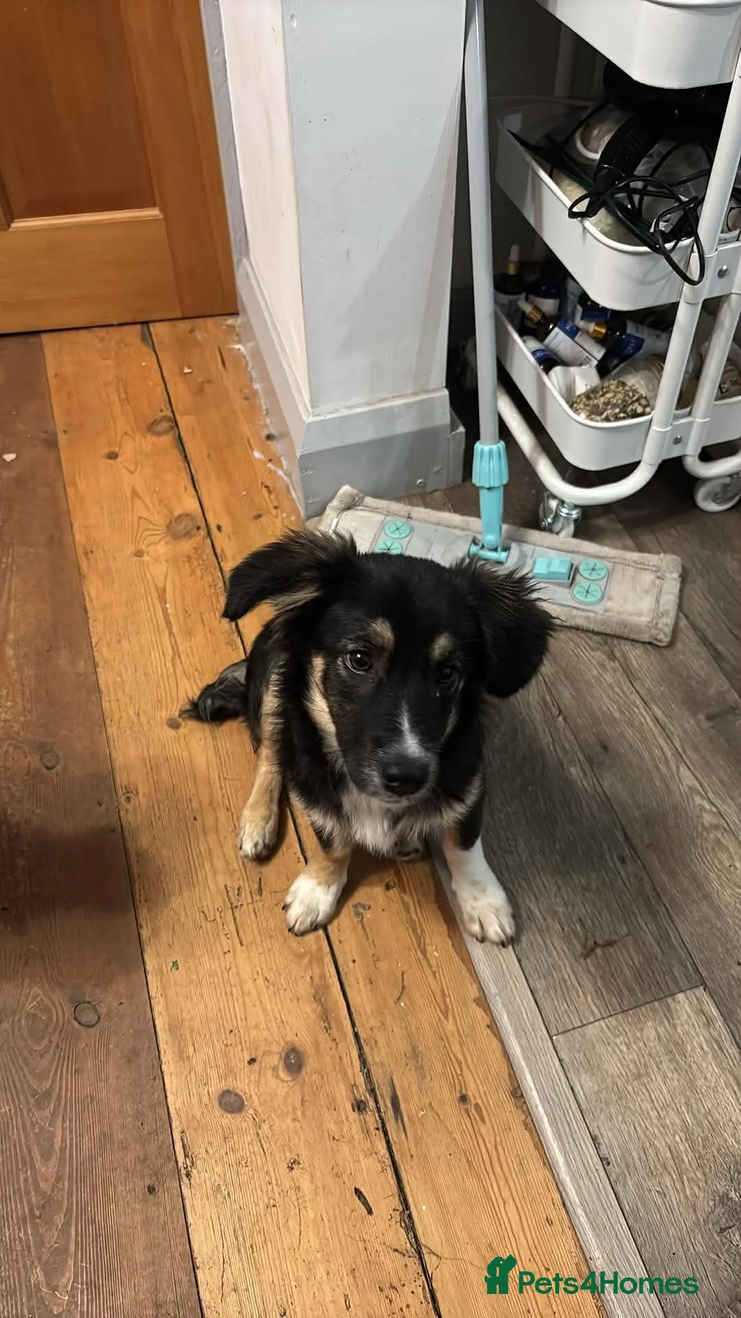 Mixed Breed dogs for adoption: Dolly ❤️  in Minehead - Advert 3