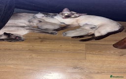 Siamese cats for sale: Siamese kittens wanting new slaves - Image 2