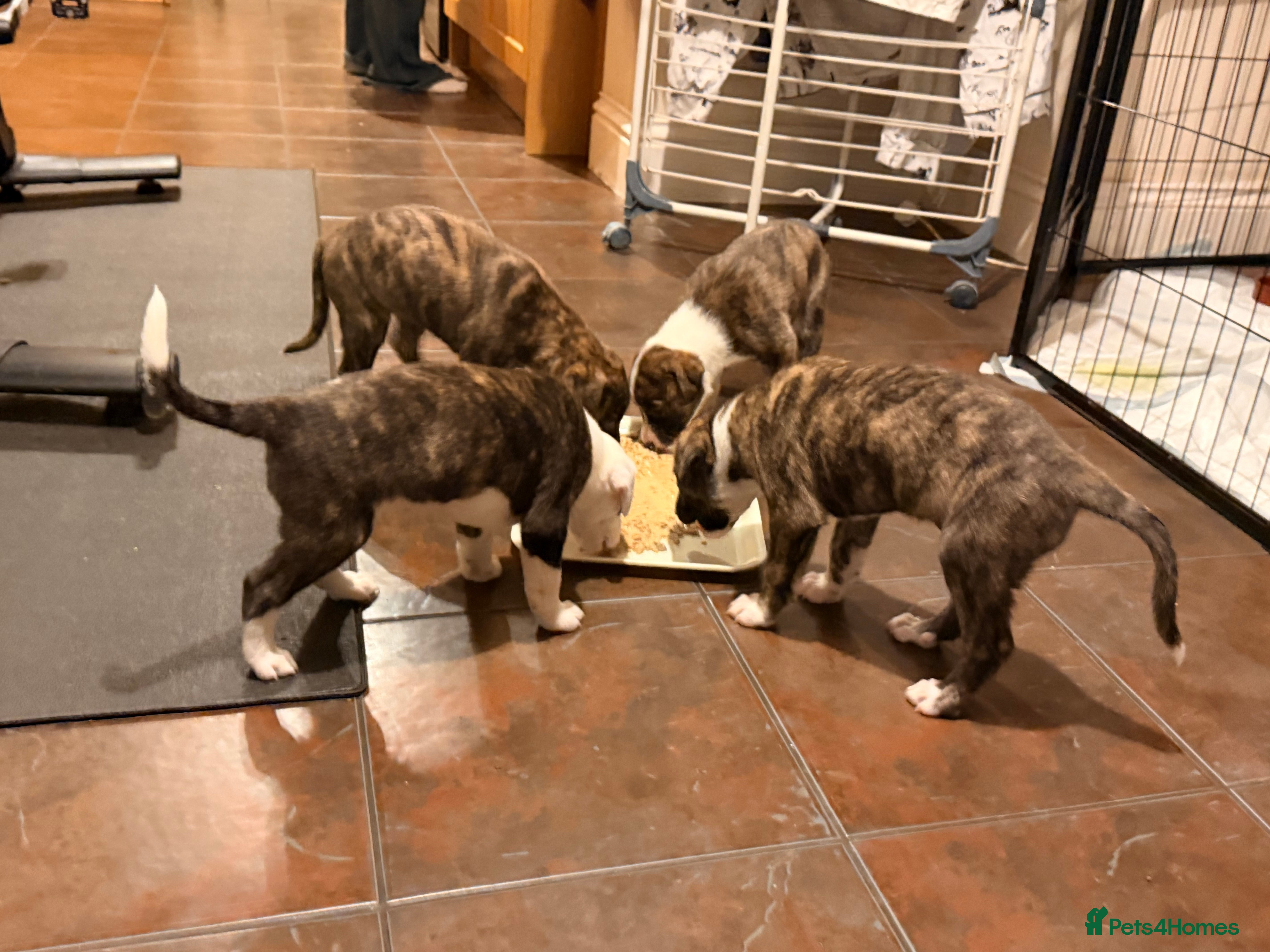 Lurcher dogs ColliexGreyhoundxwhippet Lurcher Puppies in Gloucester - Advert 6