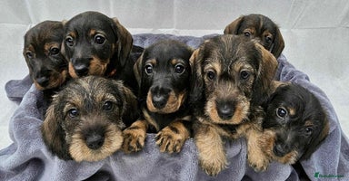 Dachshund dogs - Advert 6