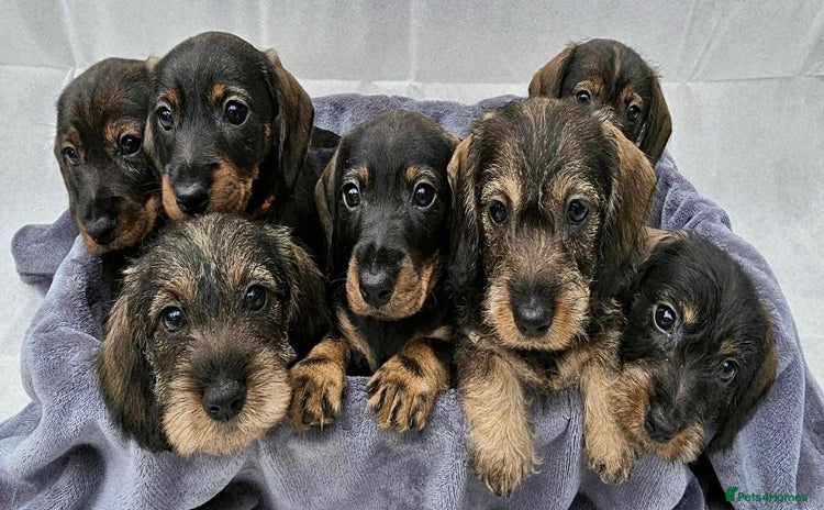 Dachshund dogs - Advert 2