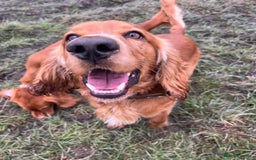 Cocker Spaniel dogs for sale: Stunning Red Cocker Spaniel Due  - Image 5