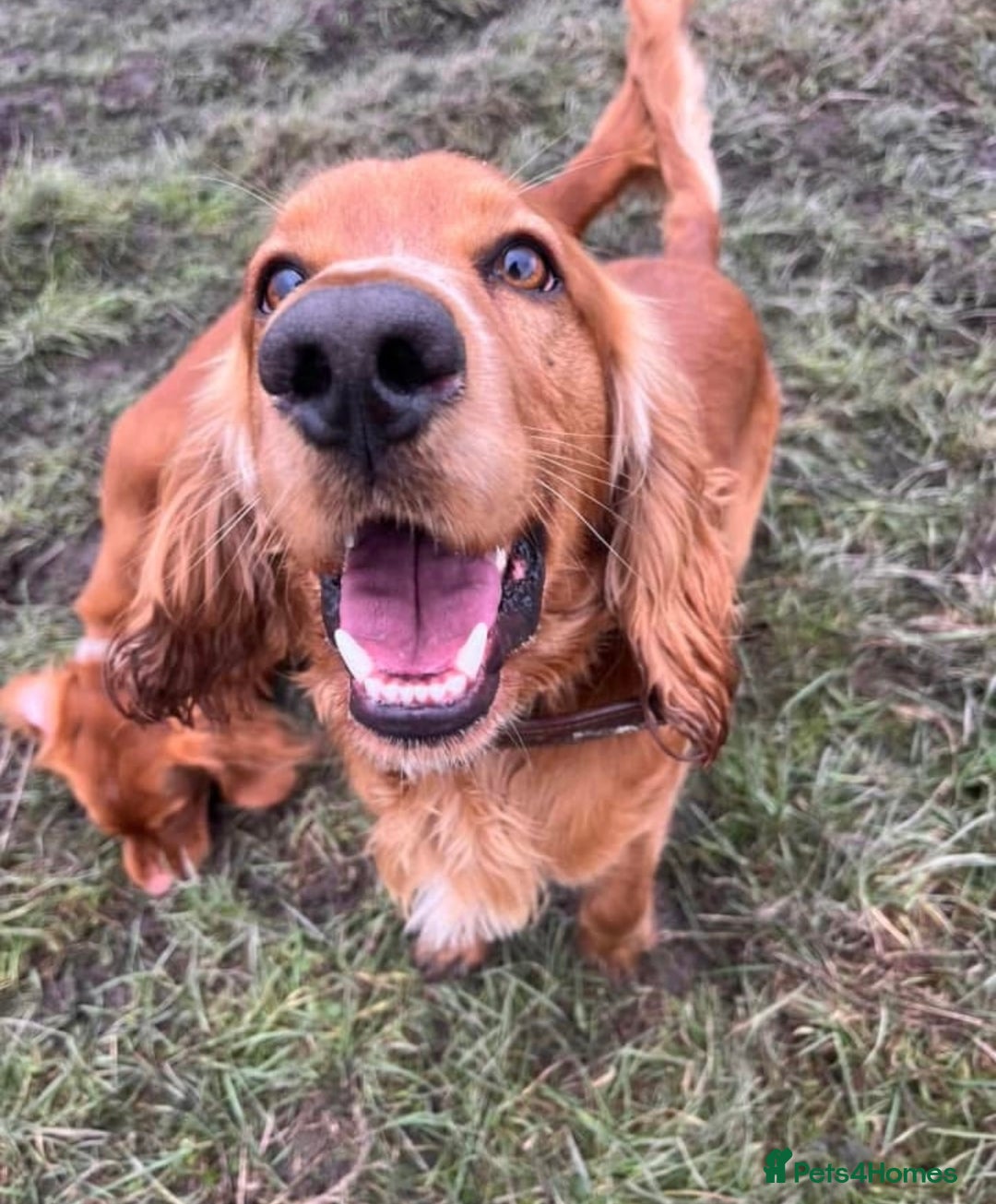 Cocker Spaniel dogs for sale: Stunning Red Cocker Spaniel Due  - Image 5
