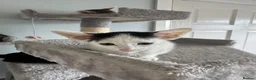 Mixed Breed cats for sale: Beautiful litter is Siamese mixed breed kittens - Advert 25