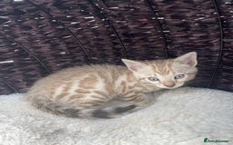 Bengal cats for sale: 3 Pure Bengals left  - Image 4