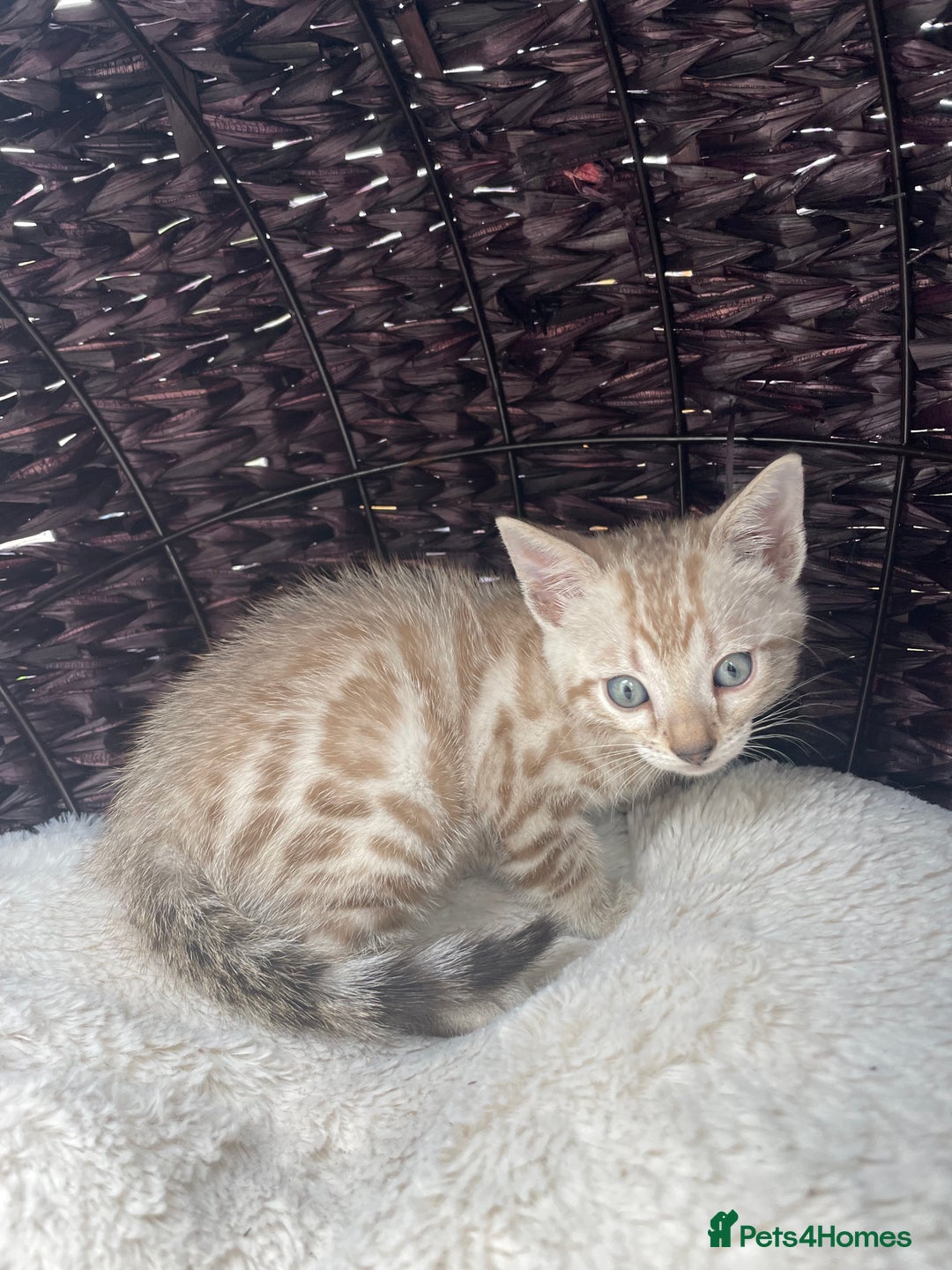 Bengal cats for sale: 3 Pure Bengals left  - Image 4