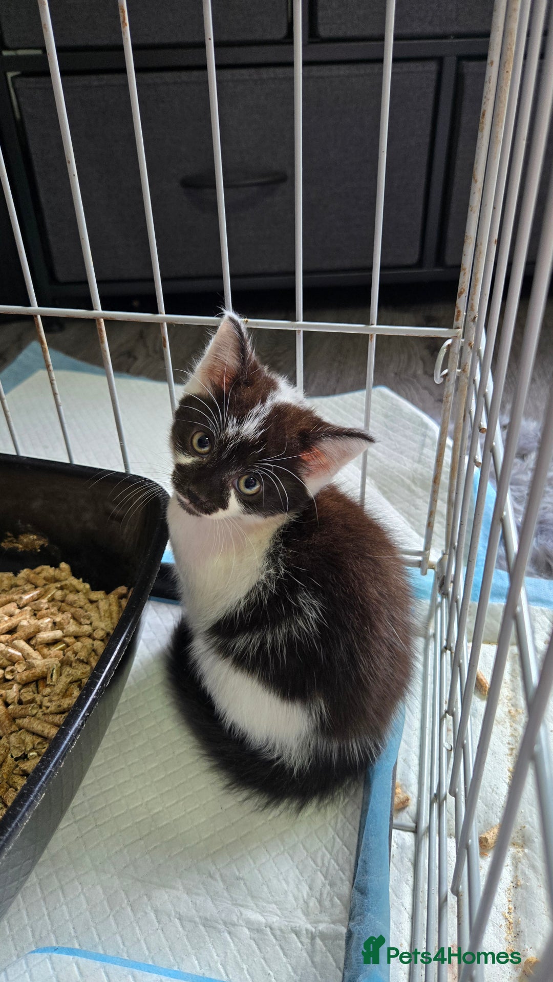 Mixed Breed cats for sale: 3 beautiful female kittens  - Image 1