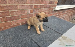 Belgian Shepherd Dog dogs for sale: Belgian Shepherd puppies - Advert 14