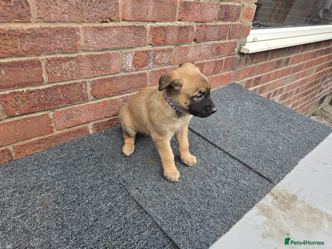 Belgian Shepherd Dog dogs for sale: Belgian Shepherd puppies - Advert 14