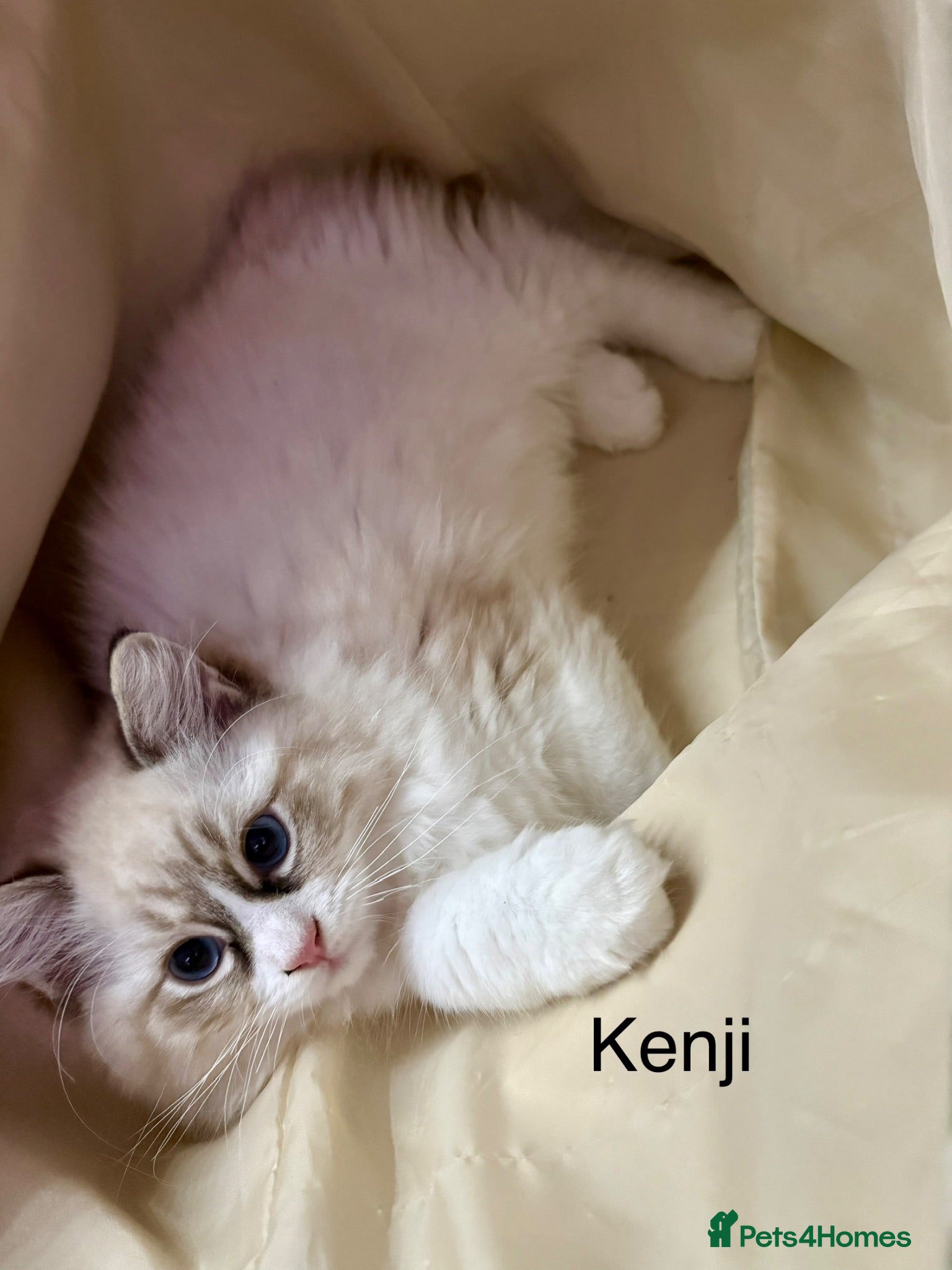 Ragdoll cats WORLD BEATIFUL RAGDOLL KITTEN / FIFE - Advert 2