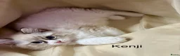 Ragdoll cats for sale: LAST AMAZING RAGDOLL KITTEN / FIFE - Advert 13