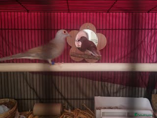 Doves birds Diamond doves - Advert 2