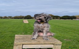 Mixed Breed dogs for sale: This is Ember - Image 1